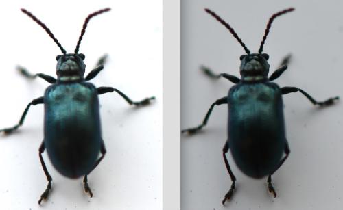 Criocerinae